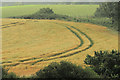 C7635 : Barley field, Castlerock (2) by Albert Bridge