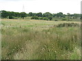 Rushy pastures by the Manuel Burn