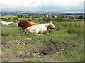 Ruminating above Wallacestone