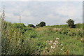 Overgrown Footpath near Herring