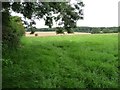 Footpath to the edge of the woods