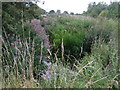 Stream off Dunton Lane