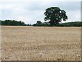 SP9796 : Large tree in a large stubble field by Christine Johnstone