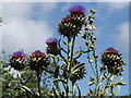 Globe Artichokes