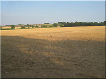 SU5849 : Great Wildcroft Field (20.5 acres) - post harvest by Mr Ignavy