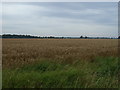 Crop field, Coombe Grove Farm