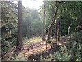 Woodland near Craignure