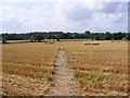 TM3976 : Swan Lane footpath to the A144 Saxons Way by Geographer