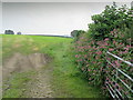 Pasture off High Moor Road