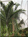 TQ1876 : Inside the Palm House by Colin Smith