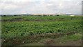 Potatoes, Roxburgh Newtown