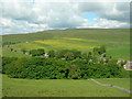 Cray Gill Wood, Cray, Upper Wharfedale.