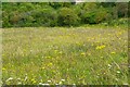 Wild Flower Meadow, Blow