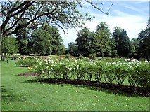 TQ2668 : Rose Garden - Morden Hall Park by Paul Gillett