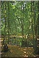 Pond and Wild Service Trees