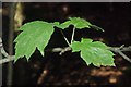 Sorbus torminalis