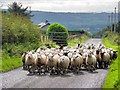 Sheep, Glasmullagh