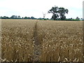 Through The Wheat