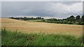 Barley field, Marlefield