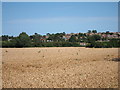 Wheat field by Lower Herne Road