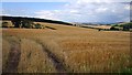 Barley, Ulston Moor