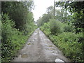 Track  through  Beck  Wood