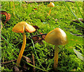 Fungus, Crawfordsburn (2012-1)