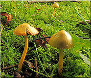 J4682 : Fungus, Crawfordsburn (2012-1) by Albert Bridge