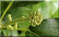 Ivy flowers, Crawfordsburn