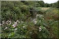 Footbridge across the Hayle River