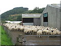 NT7562 : Sheep gathered at Abbey House farm by M J Richardson