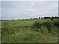 N1454 : Co, Longford's grass by Richard Webb