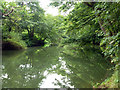 River Mole by Winterdown Wood