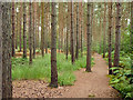 Pine plantation, Esher Common