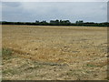 Farmland, Eyeworth Lodge Farm