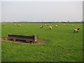 TL3266 : Sheep field near Conington by Hugh Venables