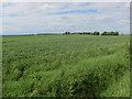 Farmland near New Farm