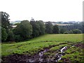 Muddy field and shelter belt at Sunnybrae Scaur near Jedburgh