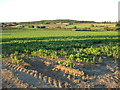 Horticultural land at Defford