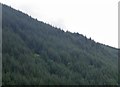 NG8216 : Conifer plantation slopes by C Michael Hogan