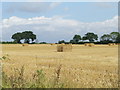 Harvested Field