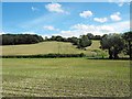 Young maize crop near Rhyd-y-felin