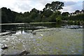 Bourne Mill - Mill pond