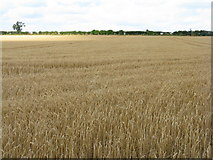 NT4774 : Barley near Merryhatton by M J Richardson