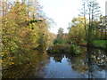 Small eyot in Newent Lake