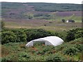 NG3550 : Abandoned polytunnel by Richard Dorrell