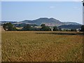 NO3603 : Wheat field, Drummaird by Richard Webb