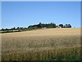 Barley, Balgriebank