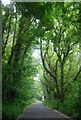 Avenue of trees