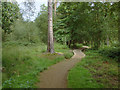 Englemere Pond nature reserve